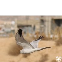 گونه سنقر سفید Pallid Harrier